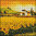 Sunflowers valley