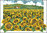 Farm sunflowers