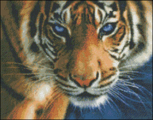 Tigre ojos azules