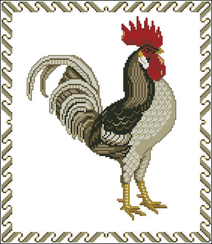 Andalusi Rooster