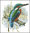 kingfisher II
